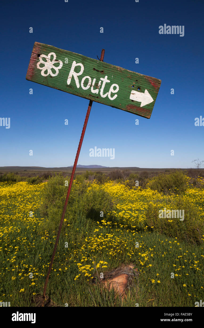 Spring wildflower route, Papkuilsfontein farm, Nieuwoudtville, Northern Cape, South Africa Stock Photo