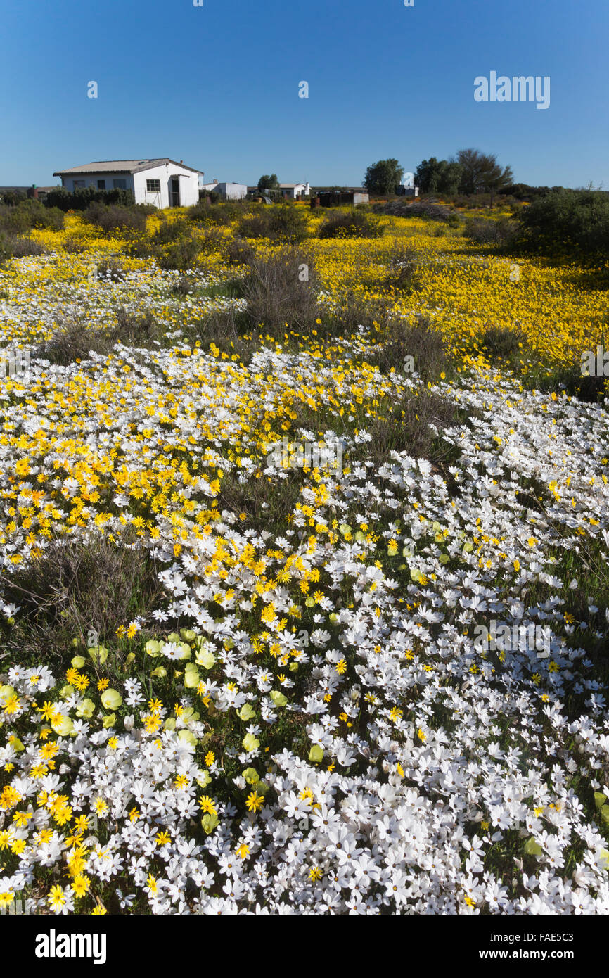Spring wildflowers, Papkuilsfontein farm, Nieuwoudtville, Northern Cape, South Africa Stock Photo