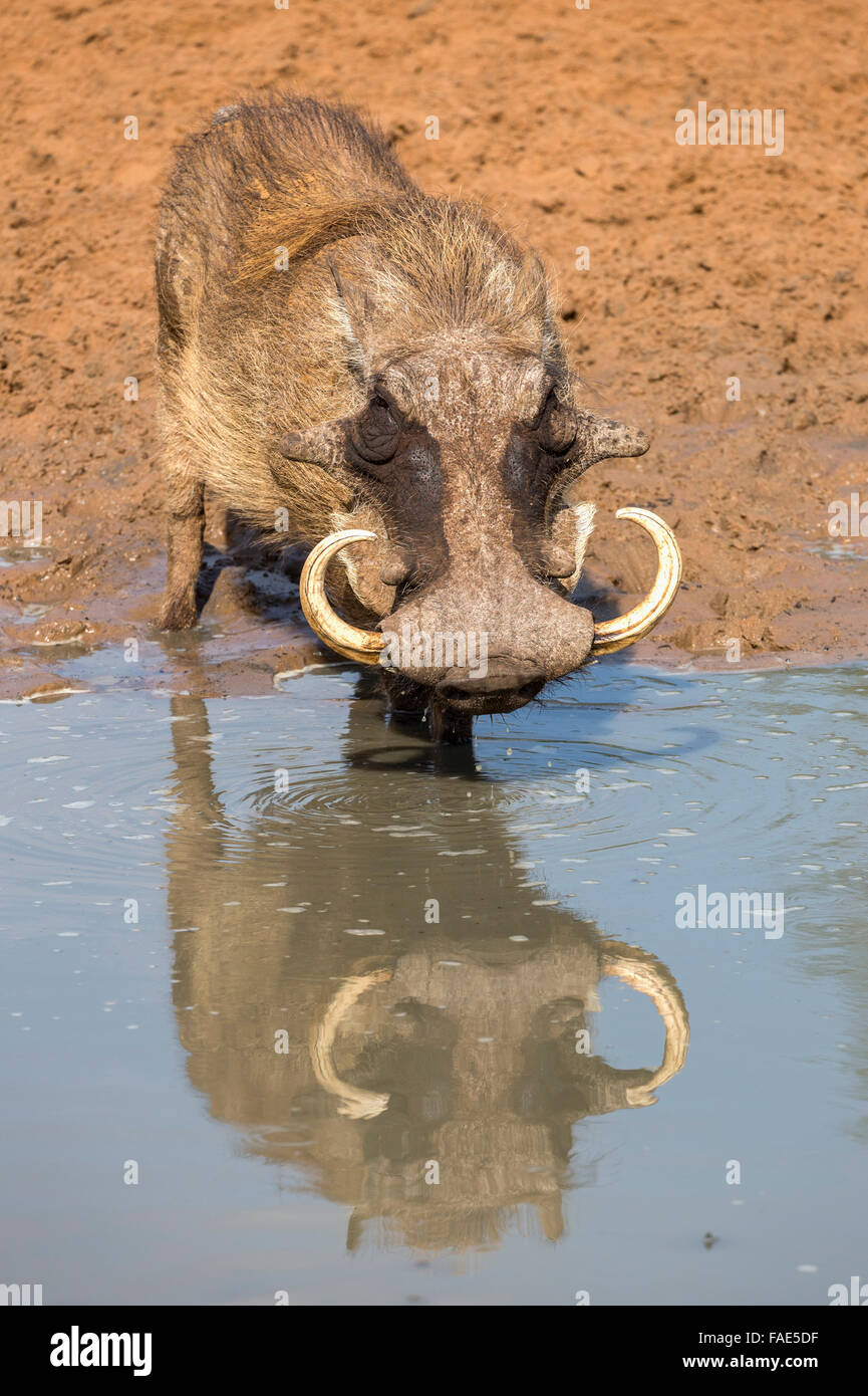 Warthog male with big tusks (Phacochoerus aethiopicus) drinking, Mkhuze game reserve, KwaZulu-Natal, South Africa Stock Photo