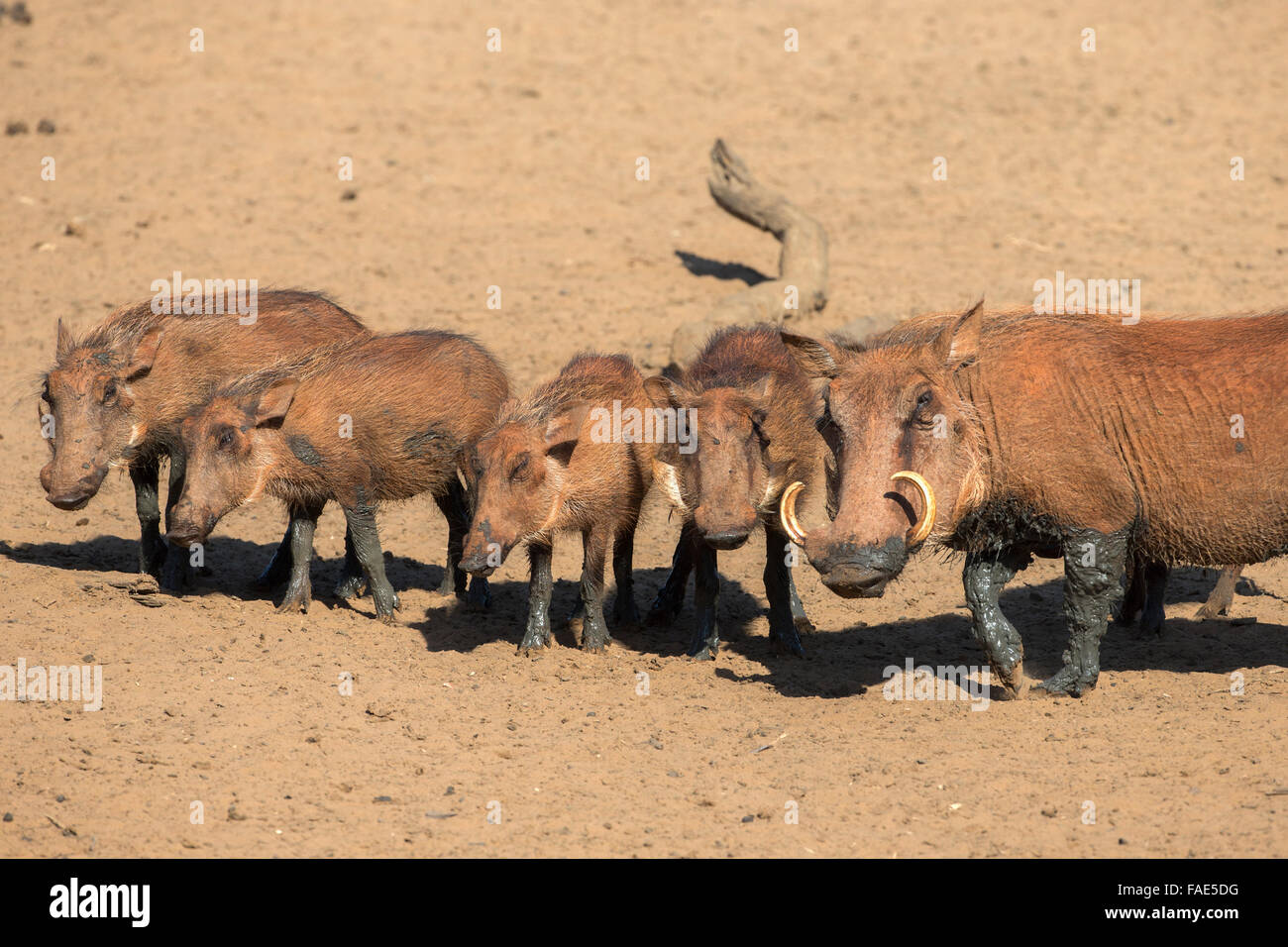 Warthog family group drinking (Phacochoerus aethiopicus) drinking, Mkhuze game reserve, KwaZuiu-Natal, South Africa Stock Photo