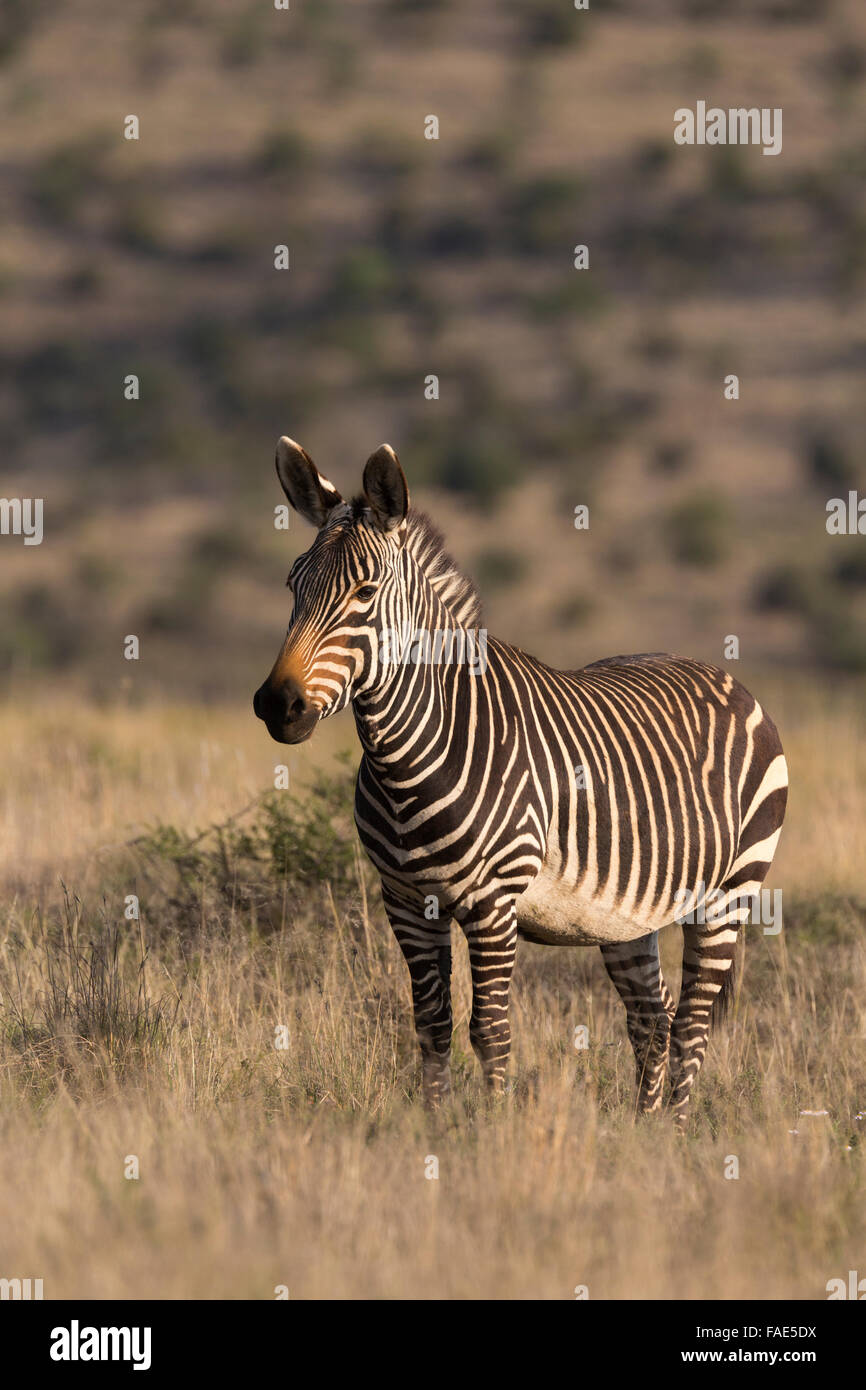 Cape mountain zebra (Equus zebra zebra), Mountain Zebra National Park, Eastern Cape, South Africa Stock Photo