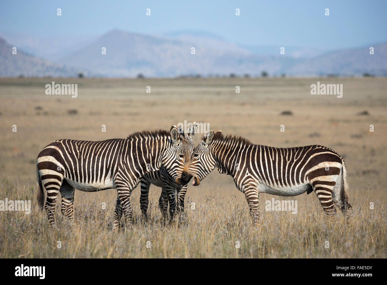 Cape mountain zebra (Equus zebra zebra), Mountain Zebra National Park, Eastern Cape, South Africa Stock Photo