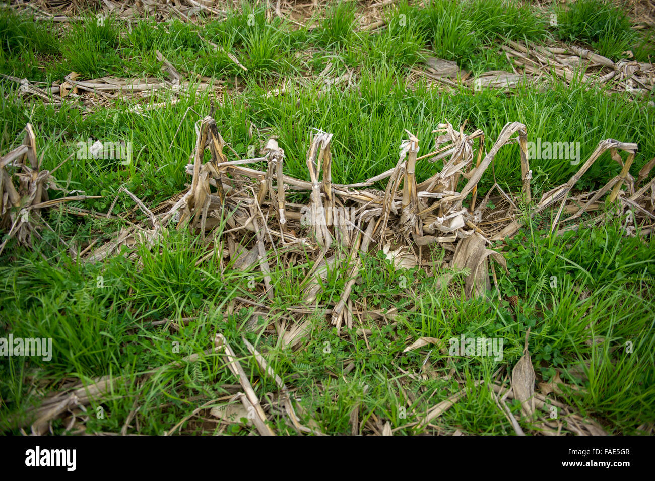 Cover crop test plots Stock Photo