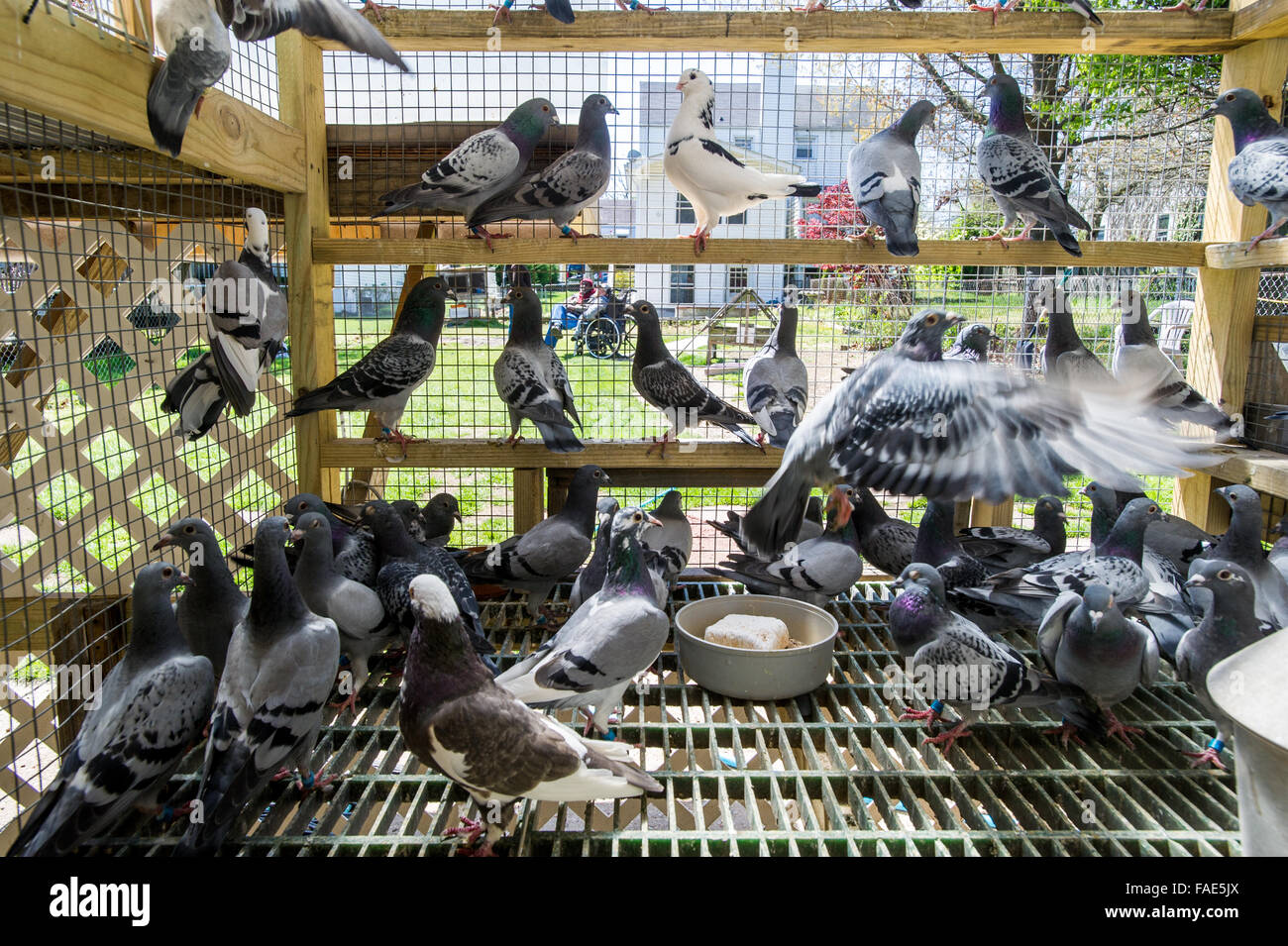 Pigeons inside of pigeon house Stock Photo Alamy
