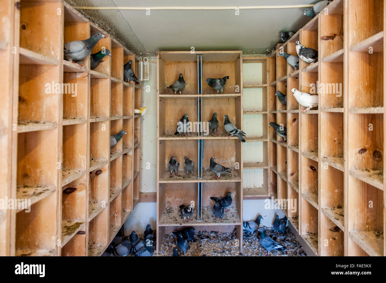 Pigeons in a barn Stock Photo