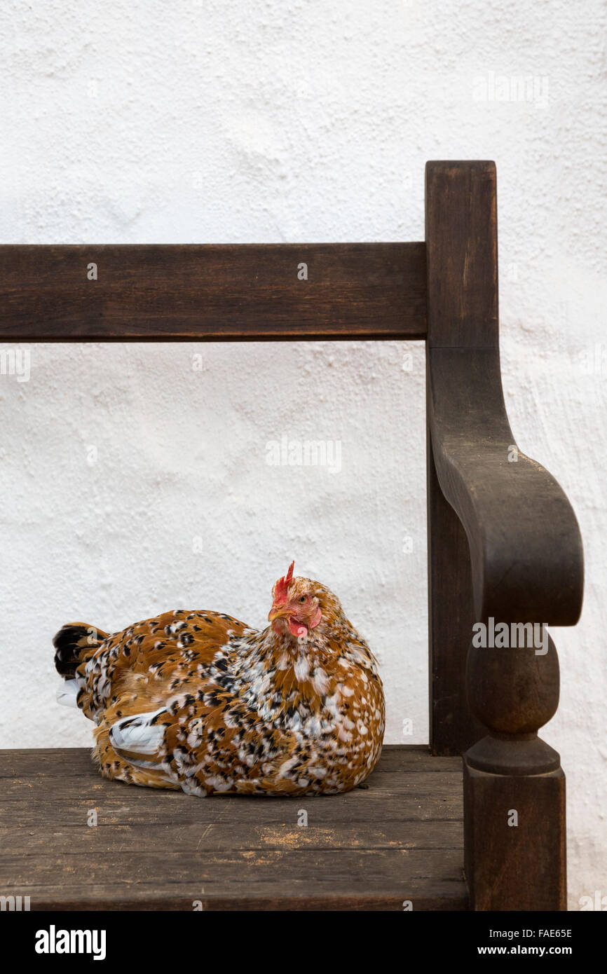 Chicken on bench at Babylonstoren farm, Drakenstein valley, Western Cape, South Africa Stock Photo