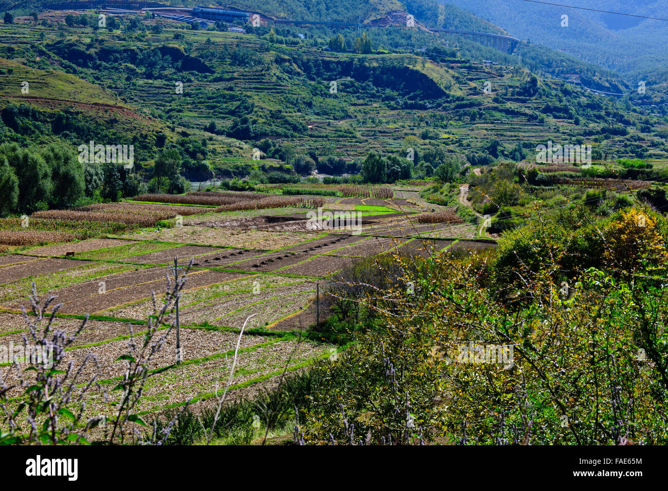 Chang jiang rice hi-res stock photography and images - Alamy