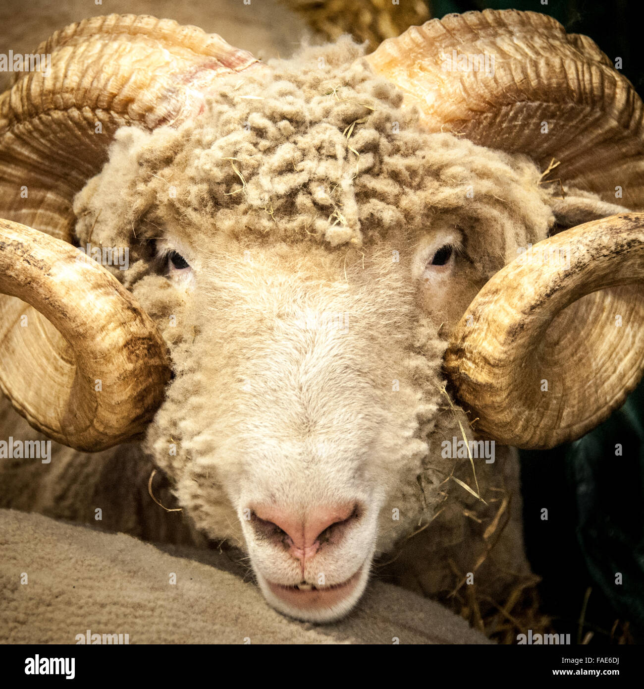 Close up of a Ram. Stock Photo