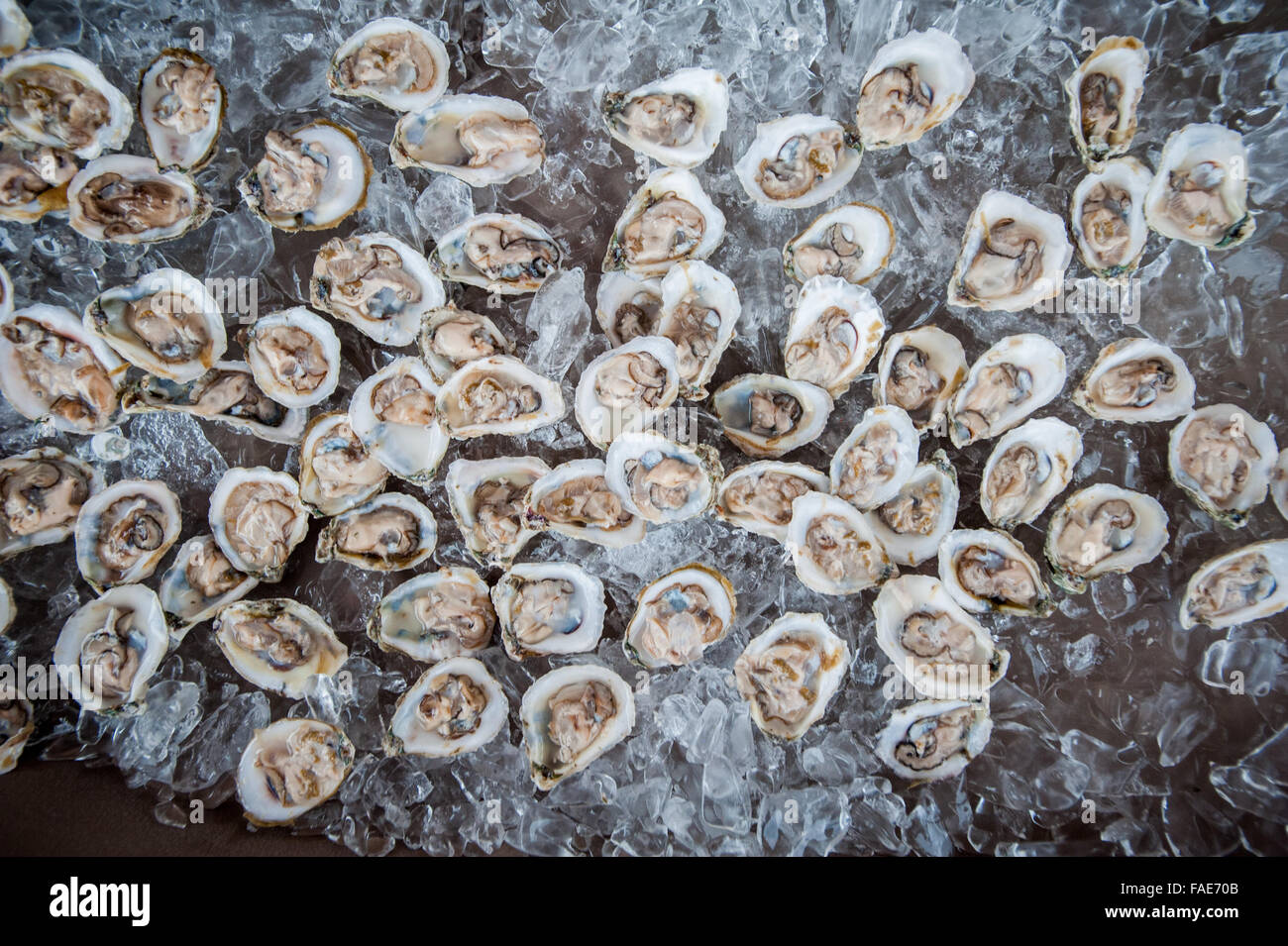 Shucked oysters on ice Stock Photo Alamy