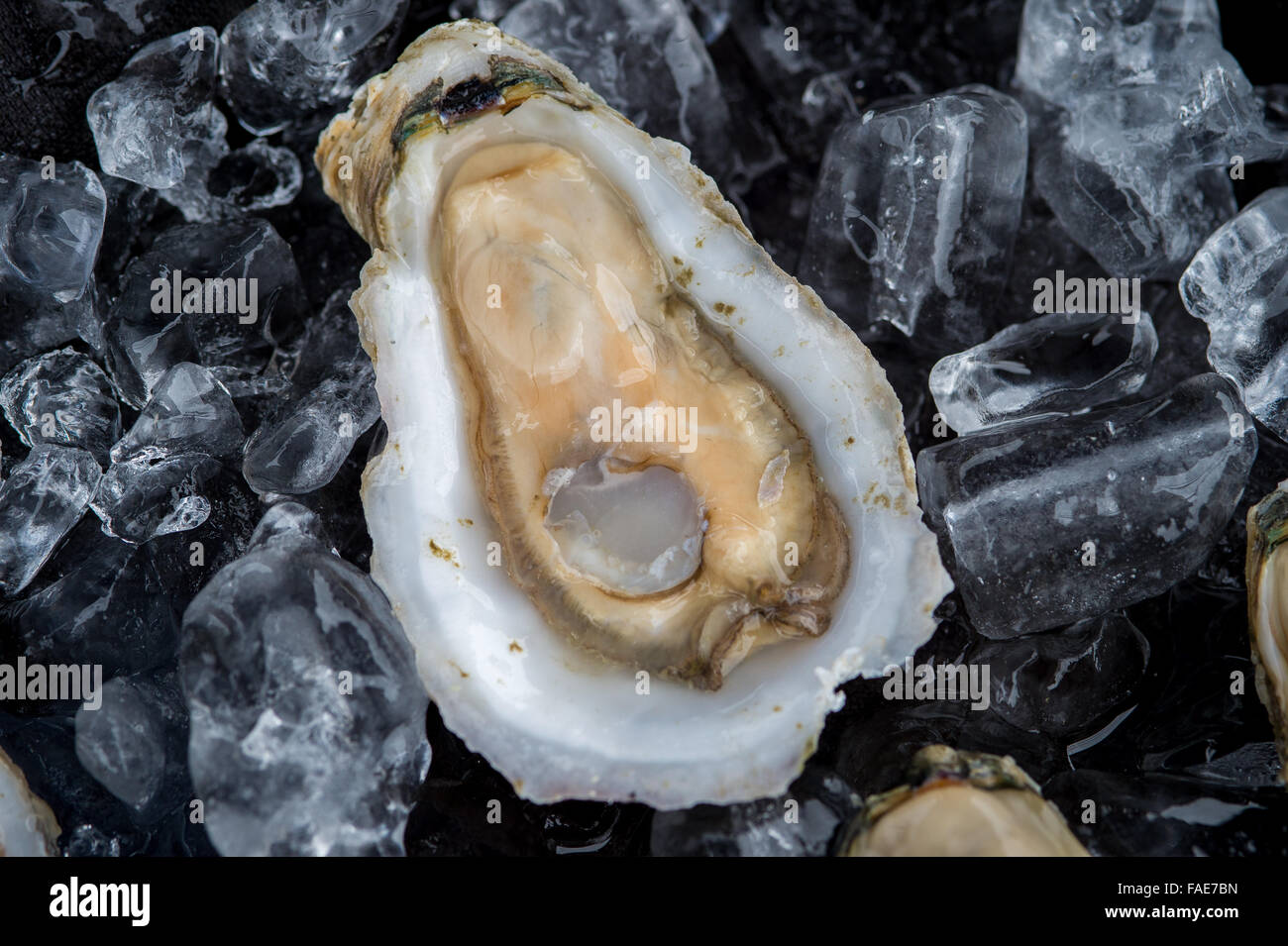 Oysters on Ice Stock Photo