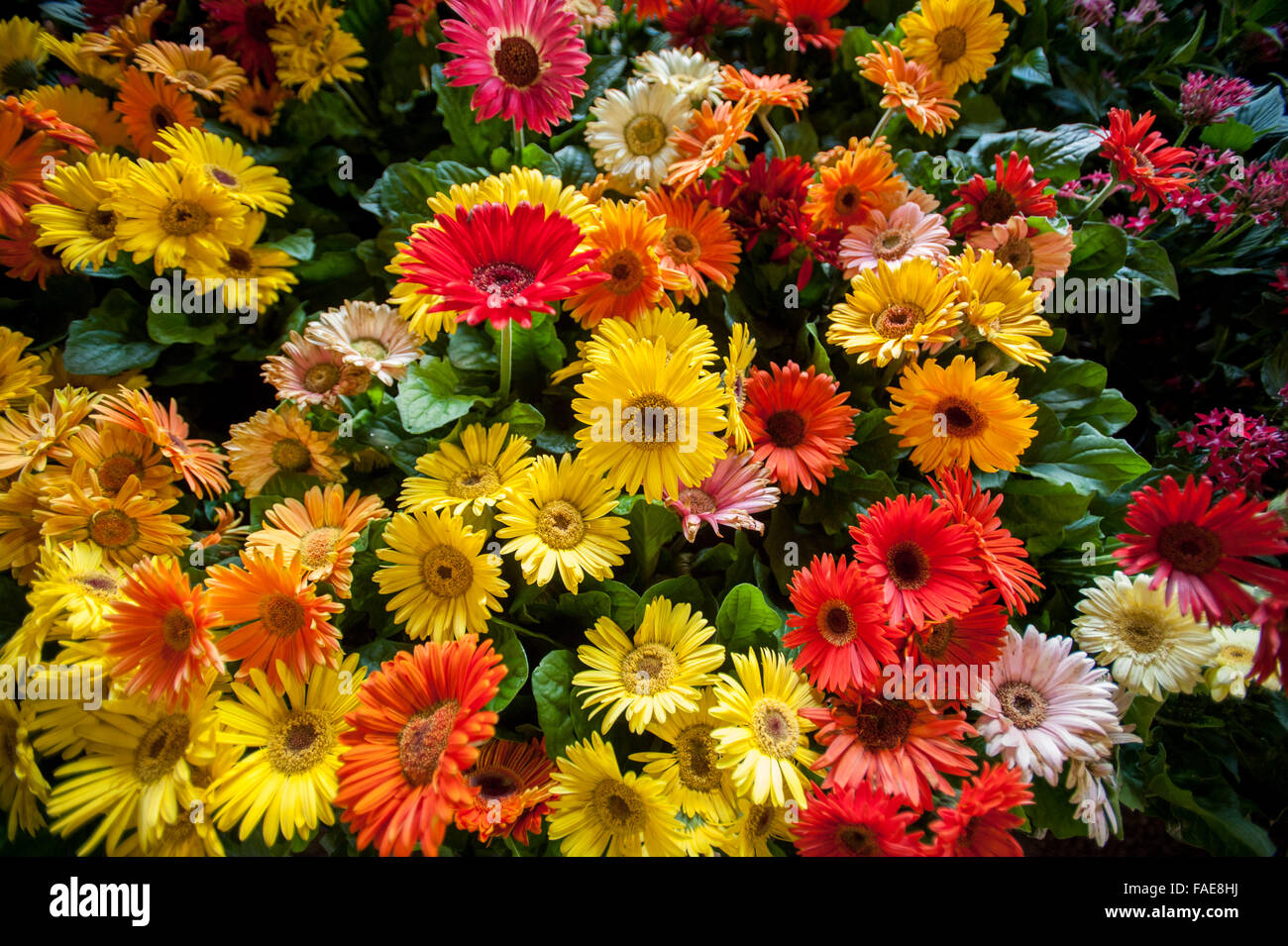 Sunflowers for sale near me