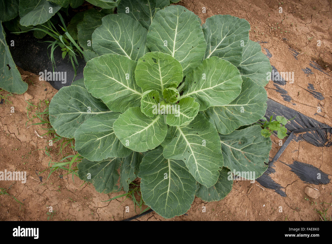 Cabbage growing on a farm Stock Photo