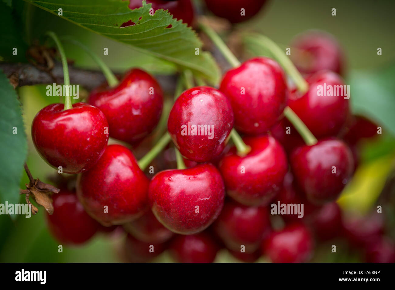 Cherries hanging on the vine Stock Photo Alamy