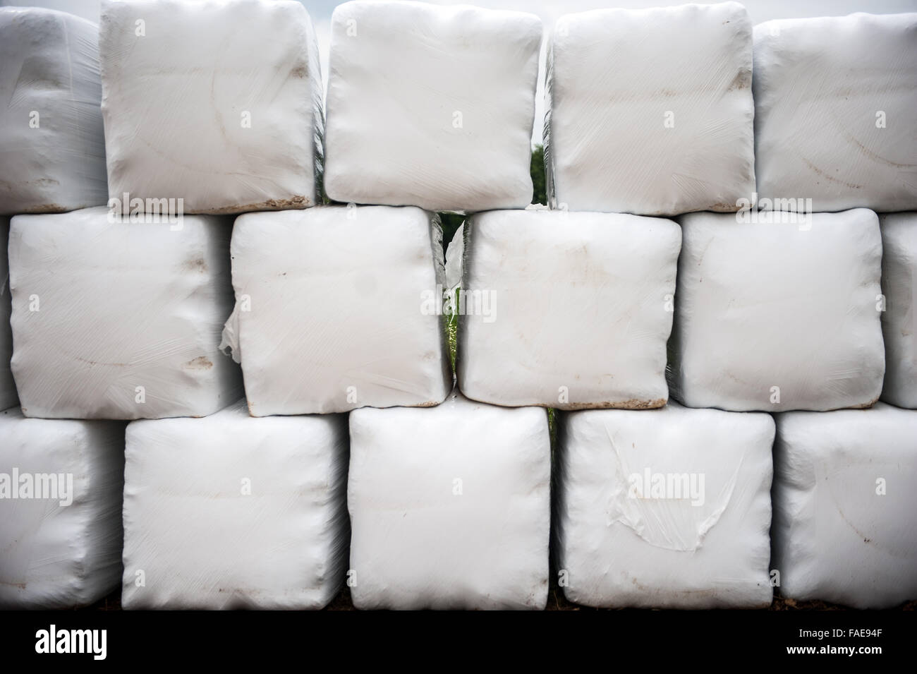 Packaged bales of hay wrapped in white plastic Stock Photo