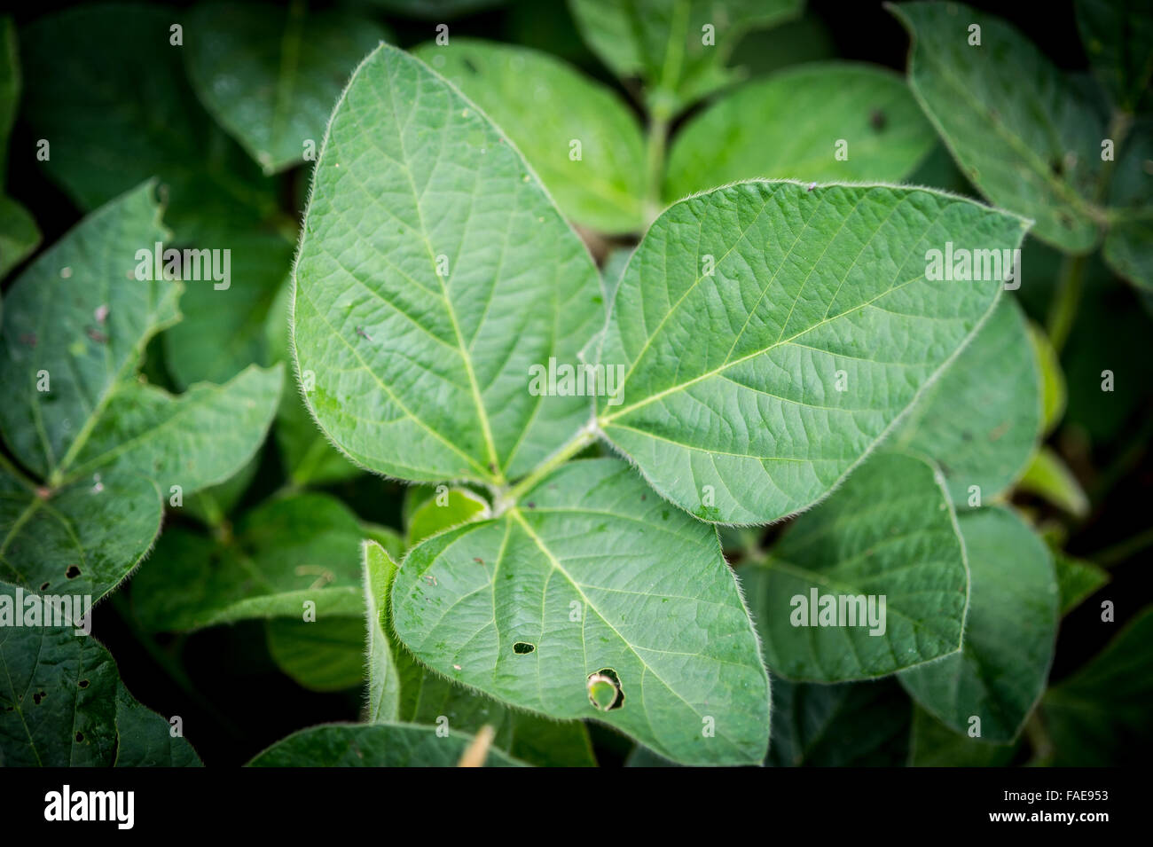 Leafy greens growing in a field Stock Photo