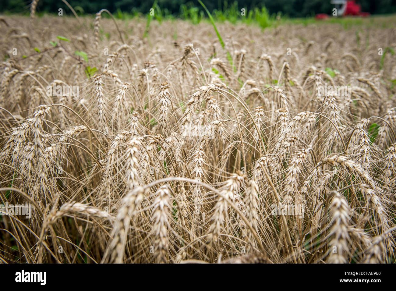 Field of Wheat Stock Photo