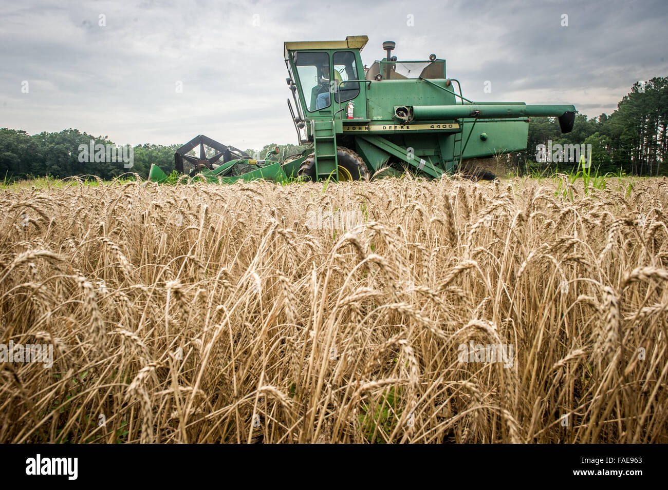 Farmer harvesting a wheat field Stock Photo