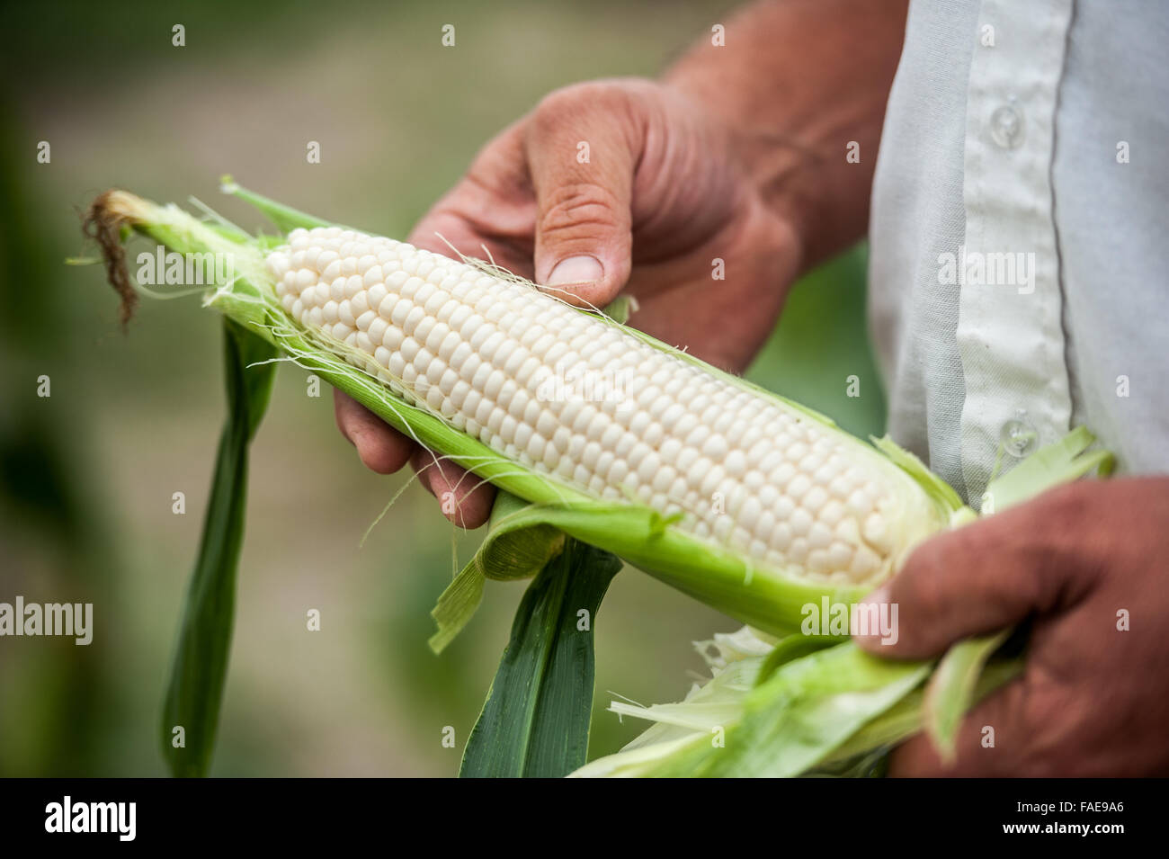 Man holding an ear of corn Stock Photo