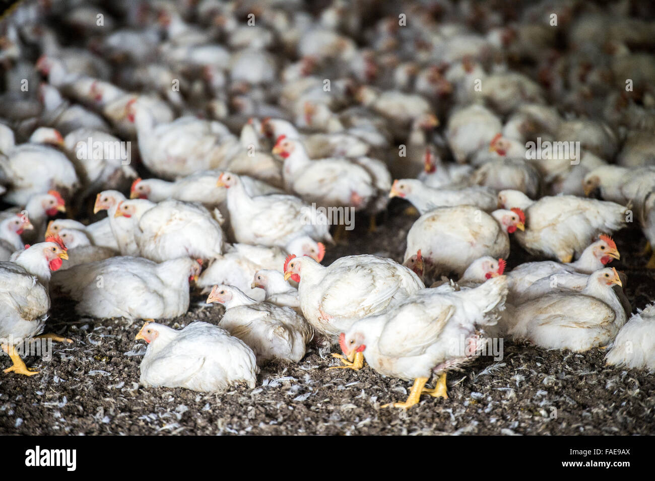 Broiler Chicken Houses