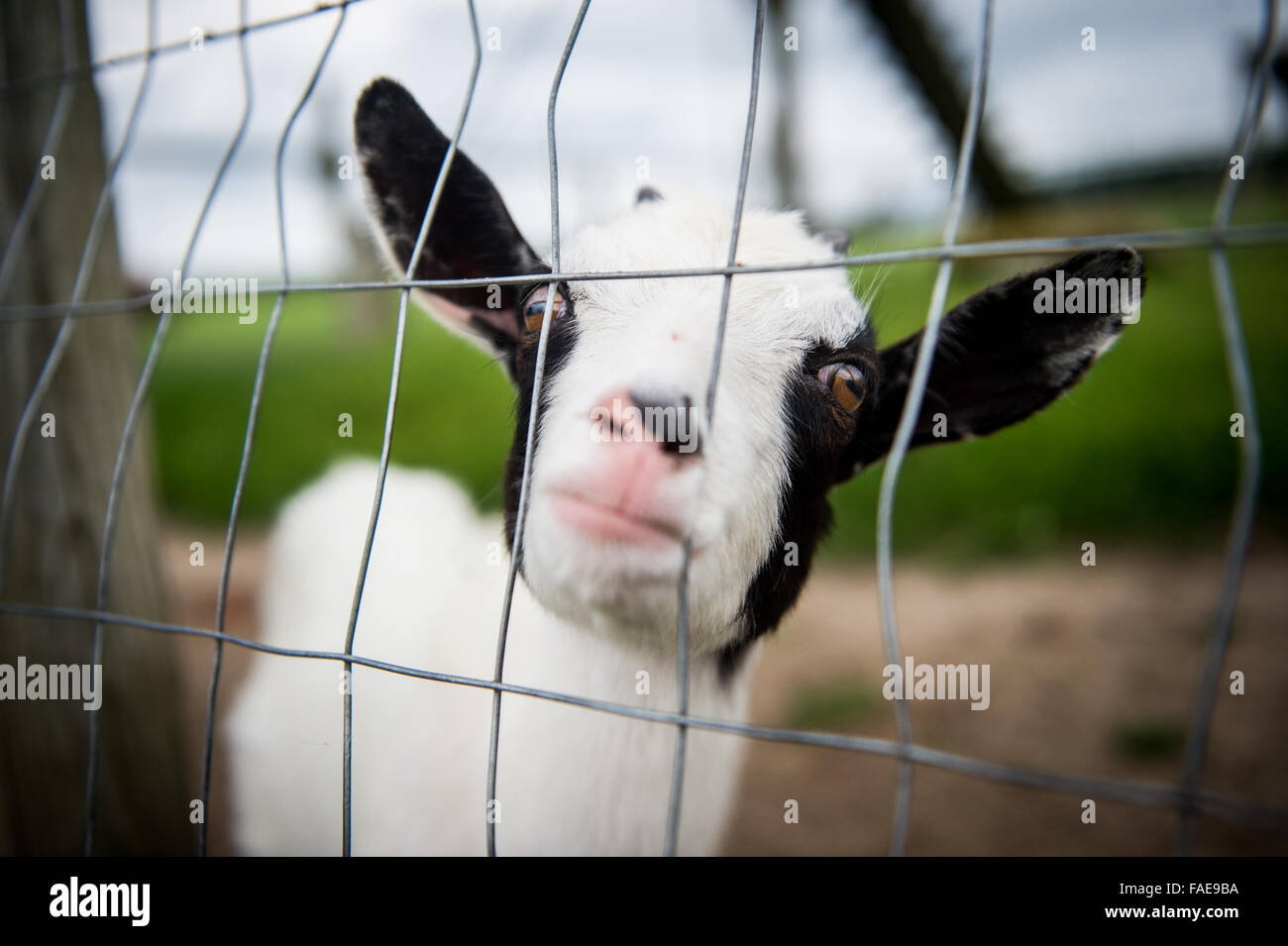 Black and white, baby goat sticking its nose through a fence Stock Photo