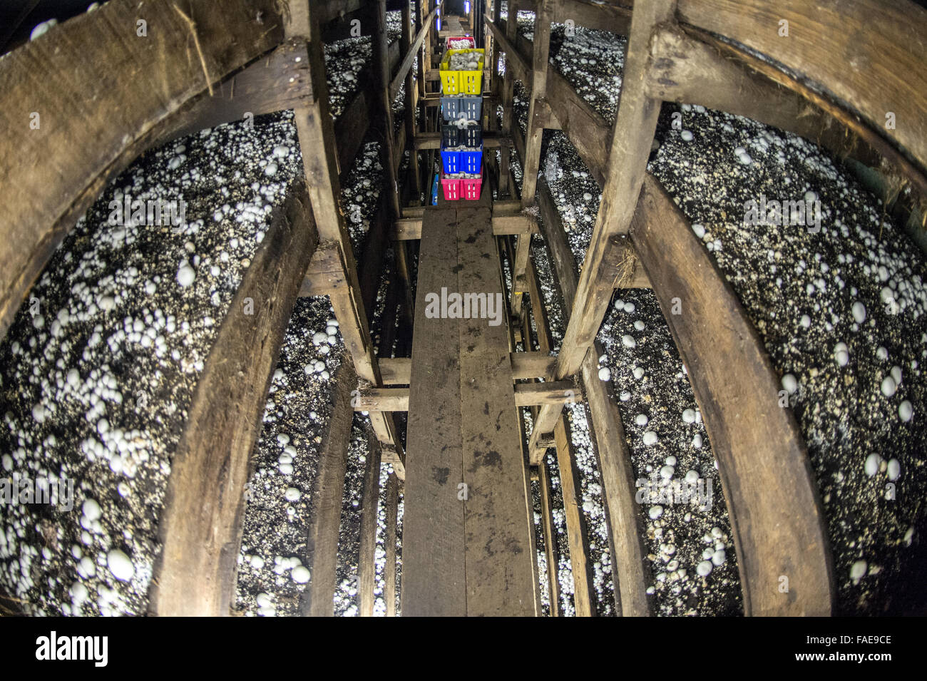 Inside look at a mushroom farm Stock Photo