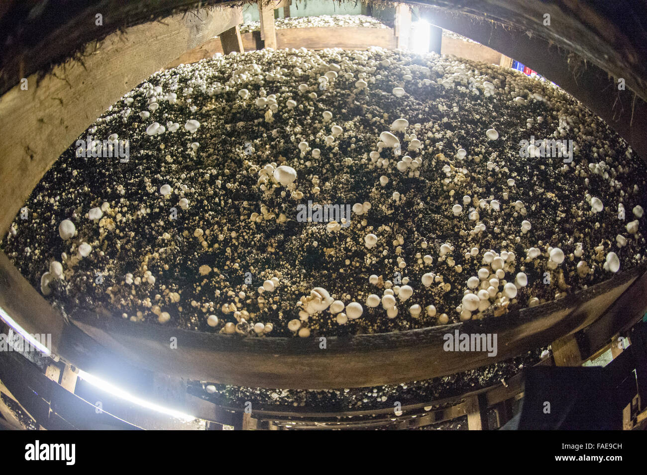 Inside look at a mushroom farm Stock Photo