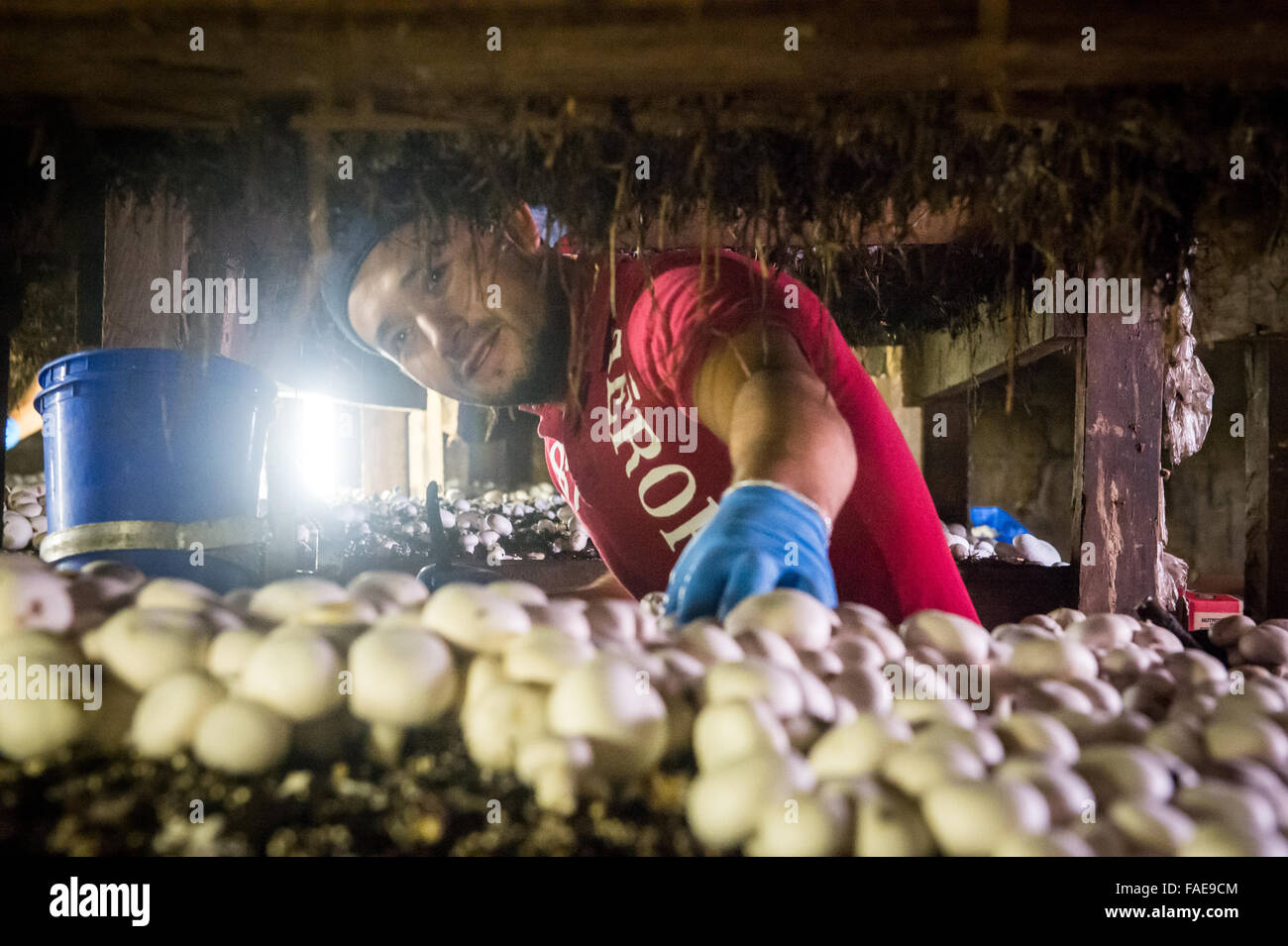 Inside look at a mushroom farm Stock Photo