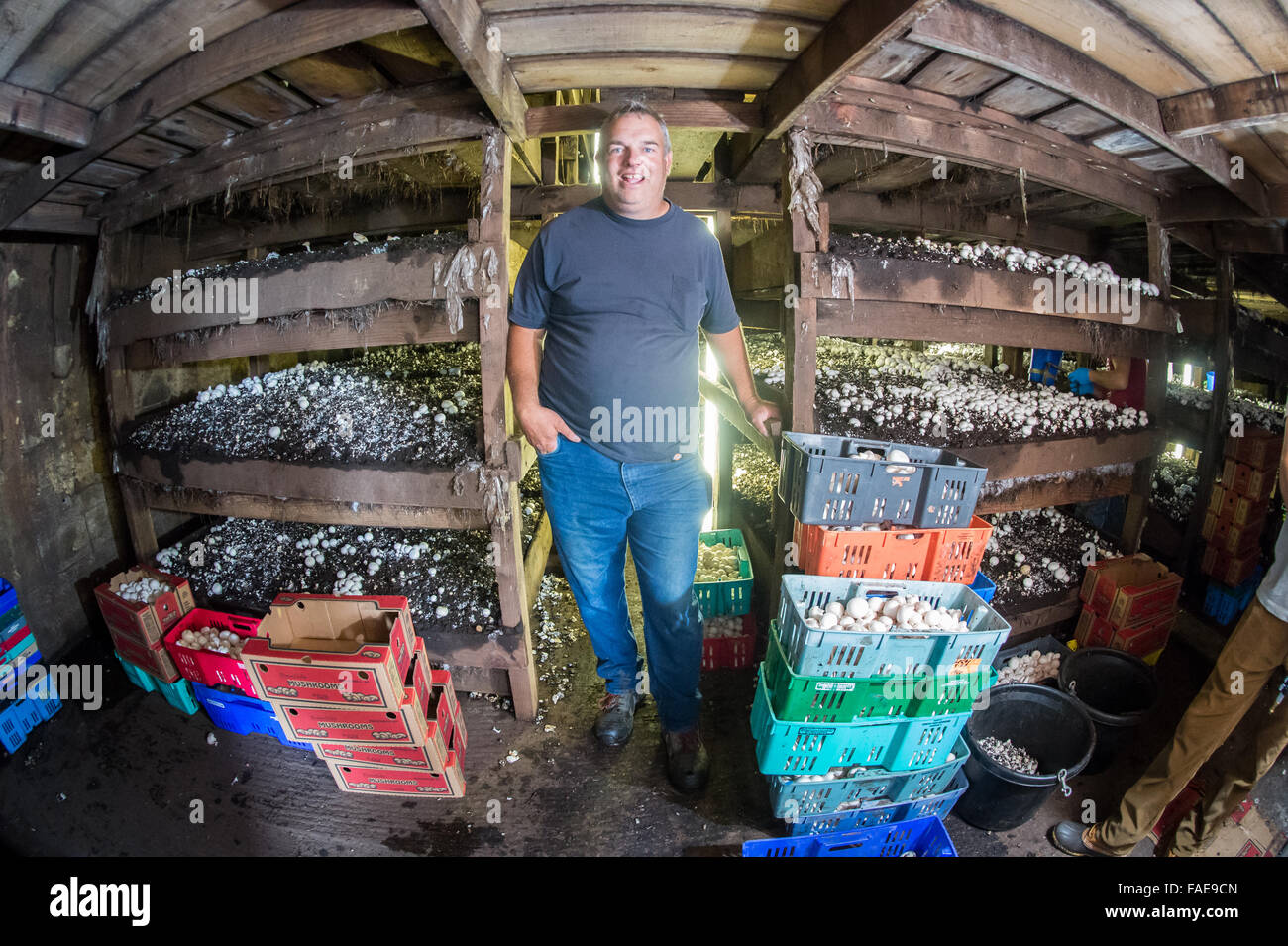 Inside look at a mushroom farm Stock Photo