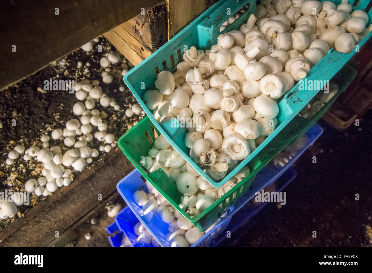Inside look at a mushroom farm Stock Photo
