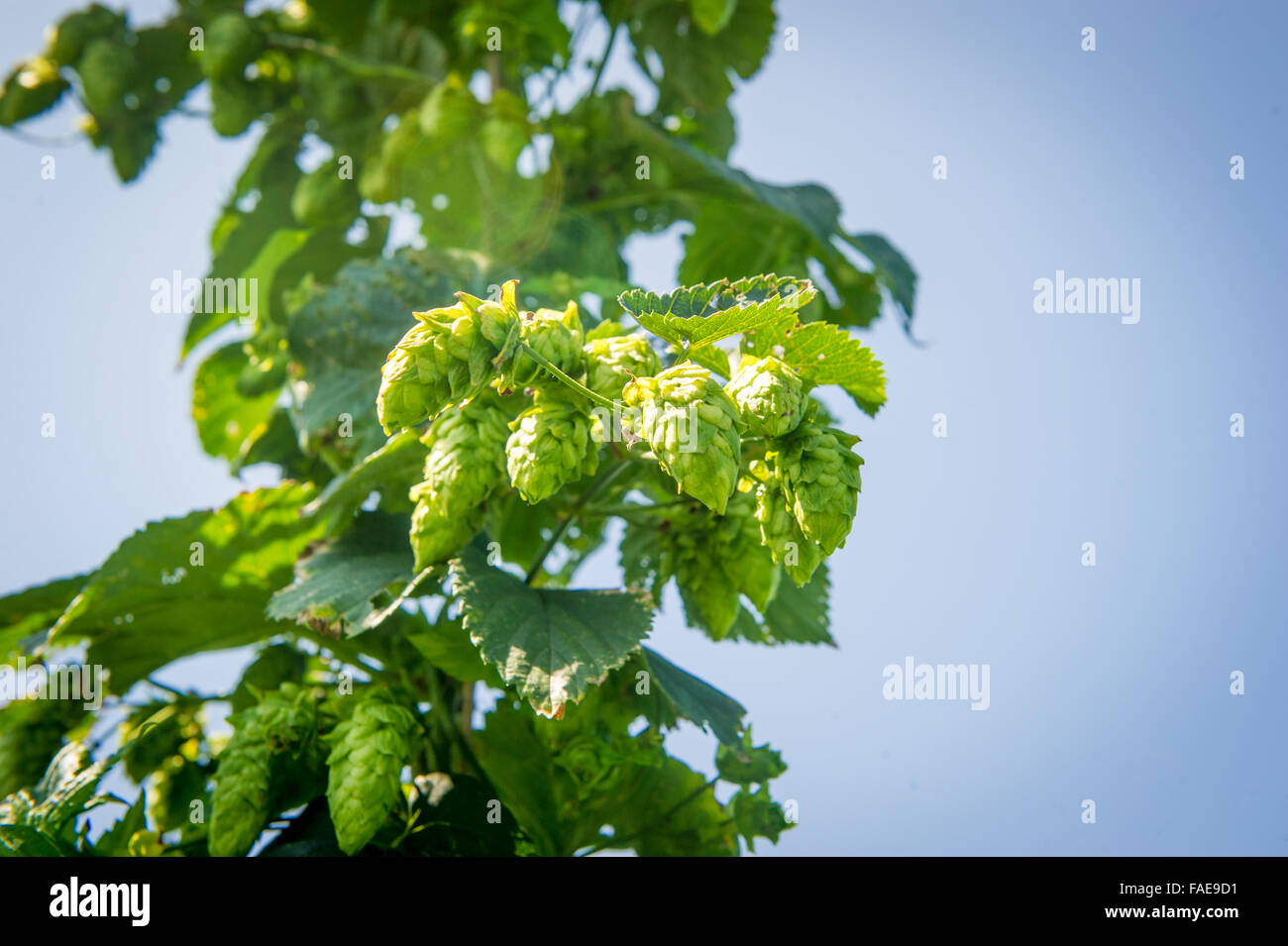 Beer hops being grown on a vine Stock Photo