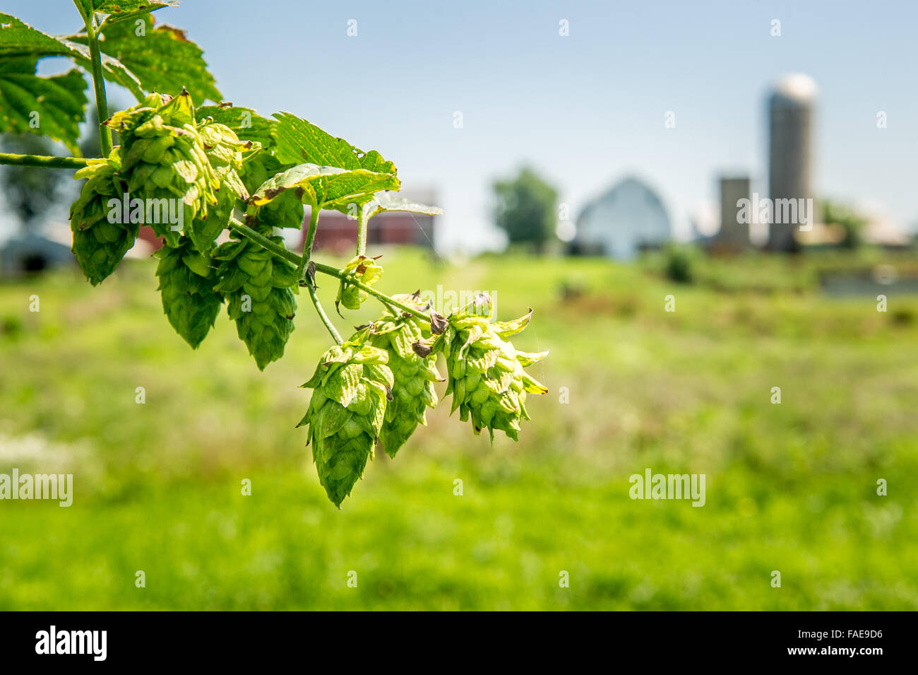 Beer hops being grown on a vine Stock Photo