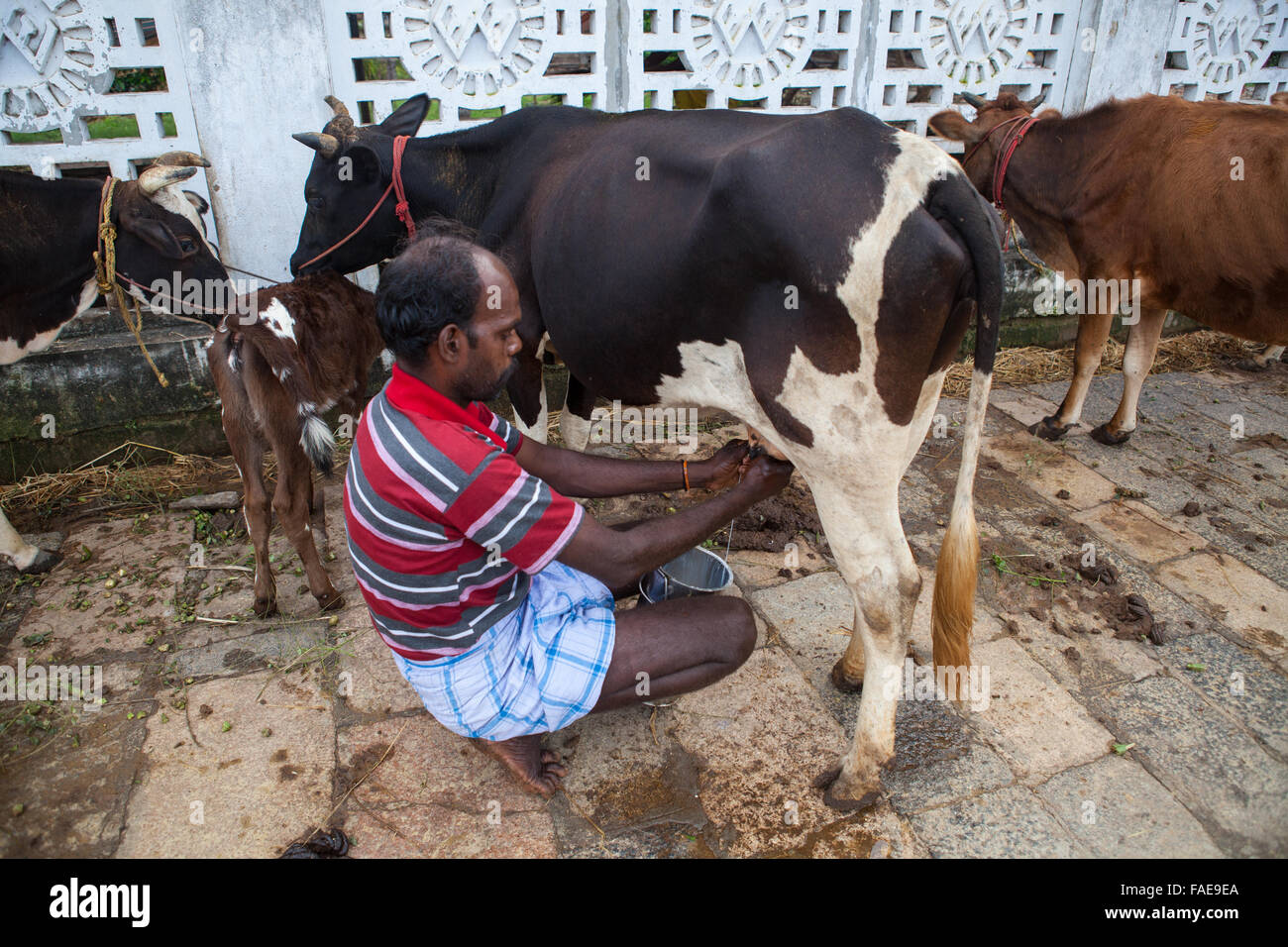 Milking Dairy Cows