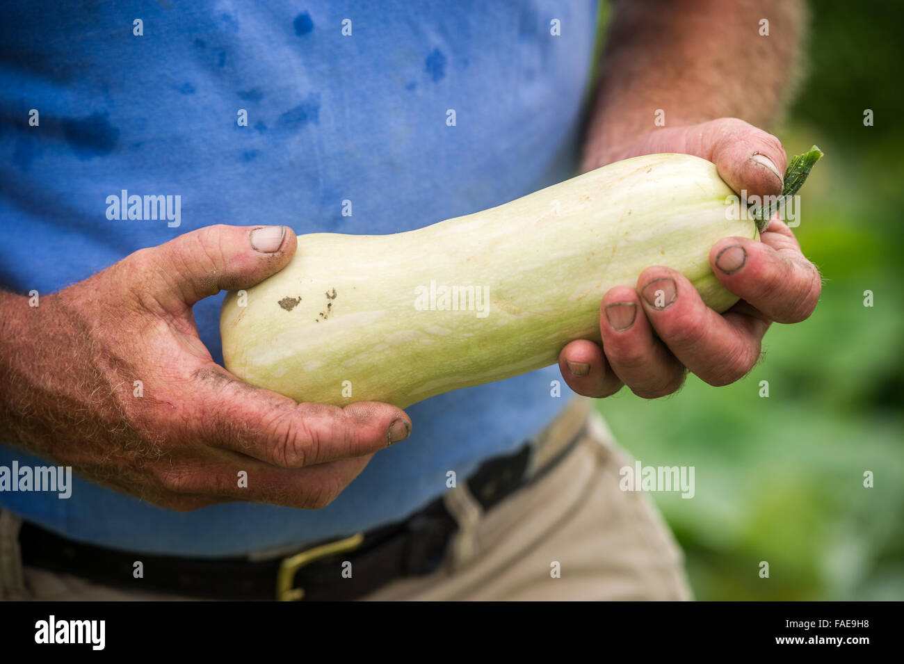 Mans hands holding a freshly picked yellow squash Stock Photo