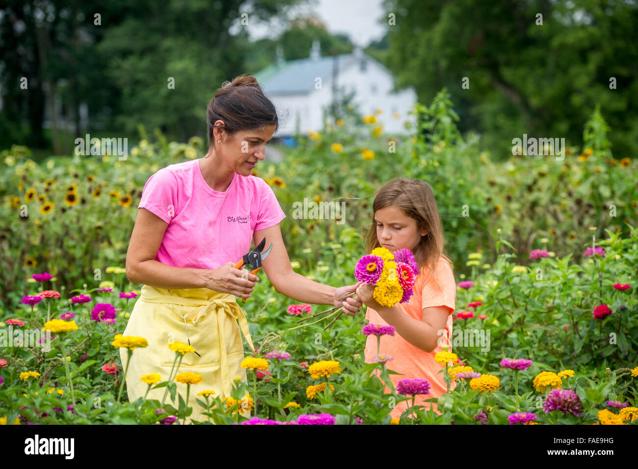 Woman and daughter picking flowers in a field Stock Photo