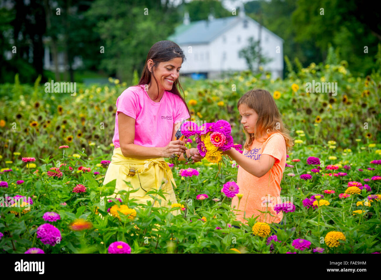 Woman and daughter picking flowers in a field Stock Photo