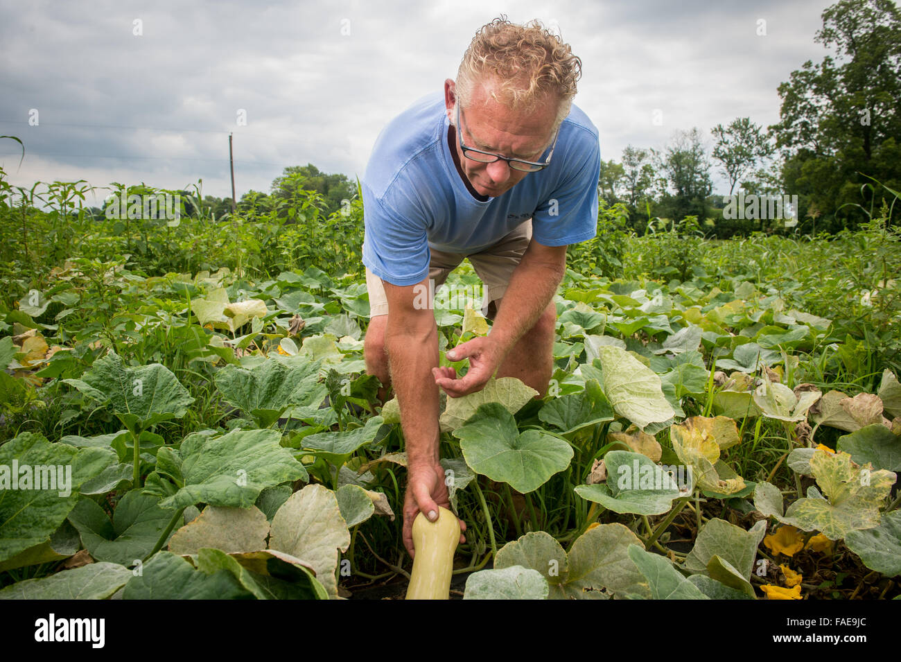 Farmer picking yellow squash straight from the vine Stock Photo