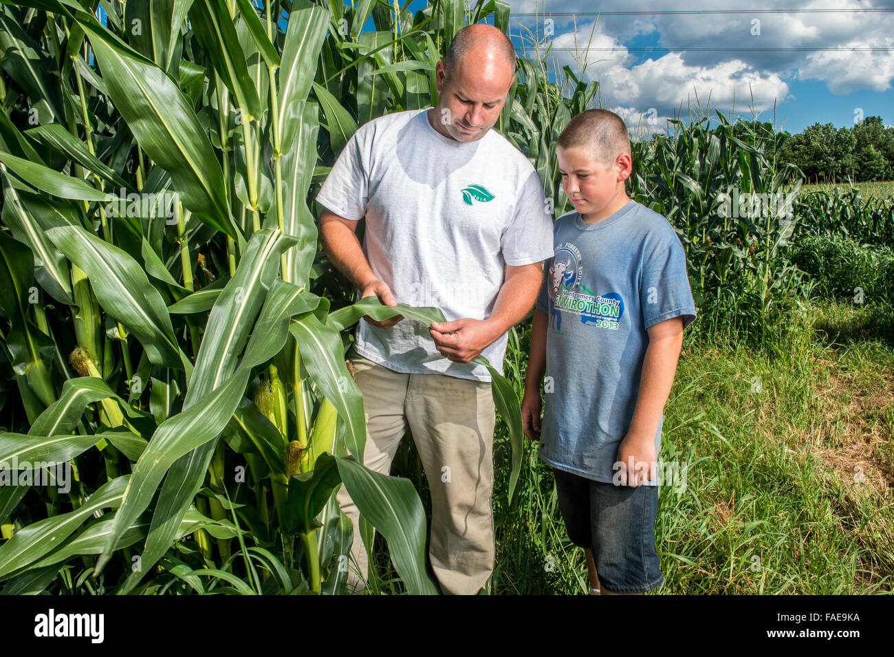 Farmer showing a corn stock leaf to his son Stock Photo