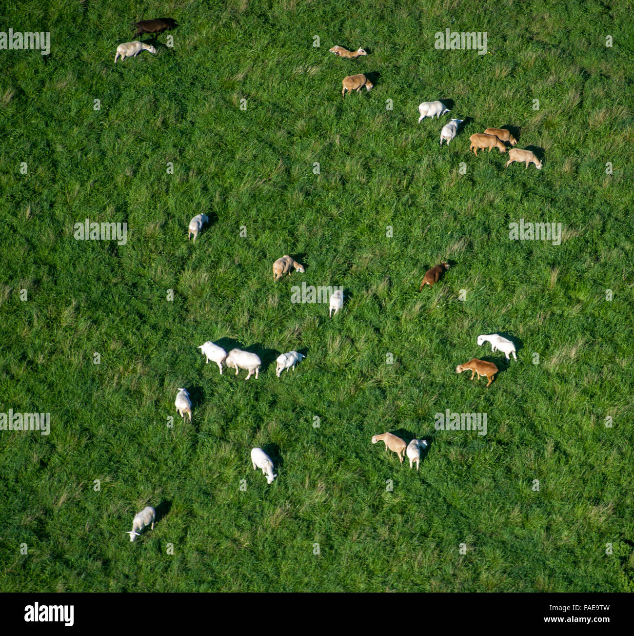 Aerial view sheep grazing in field at dusk in Harford County, MD. Stock Photo