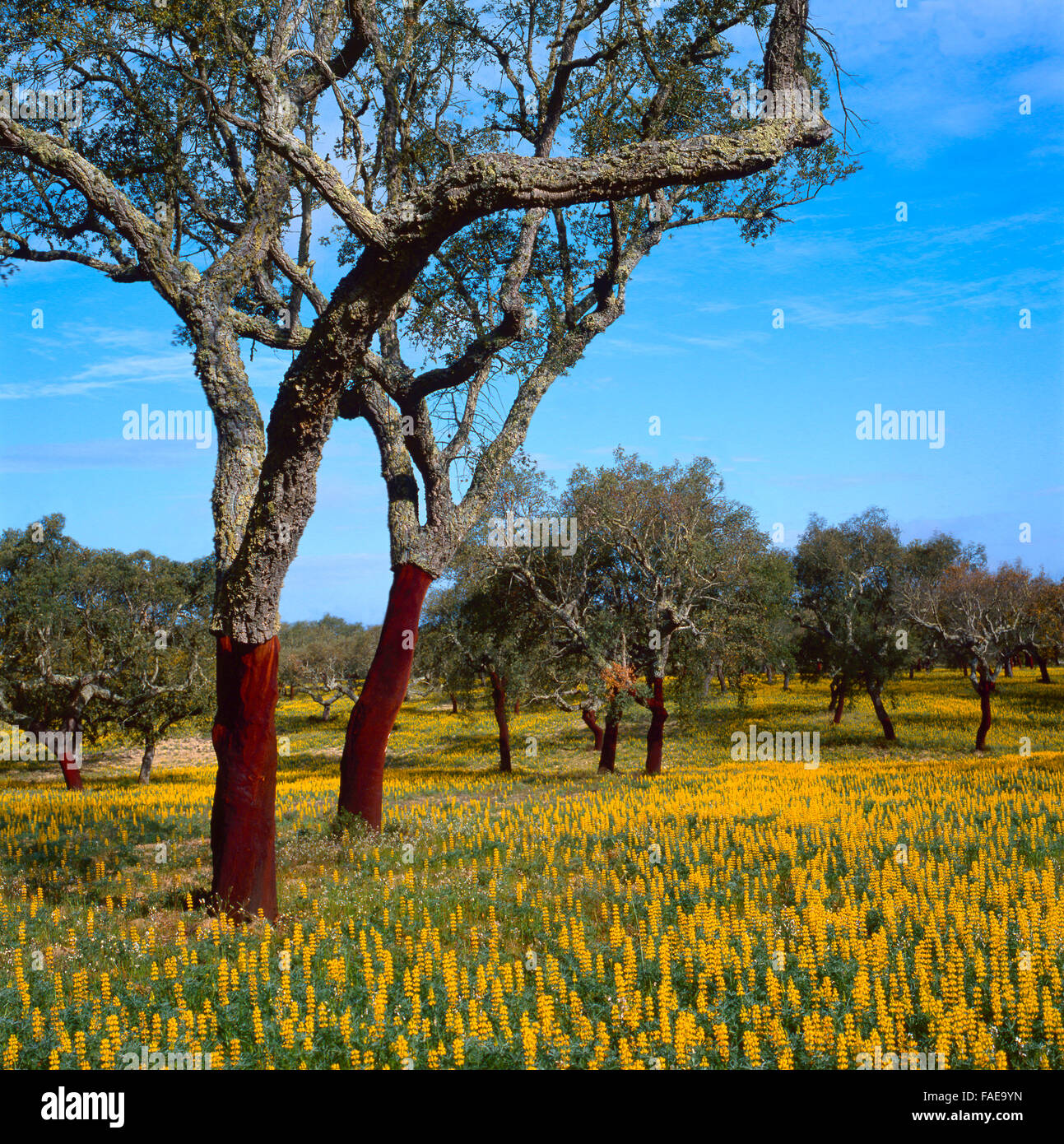 cork trees in southern Europe Stock Photo Alamy