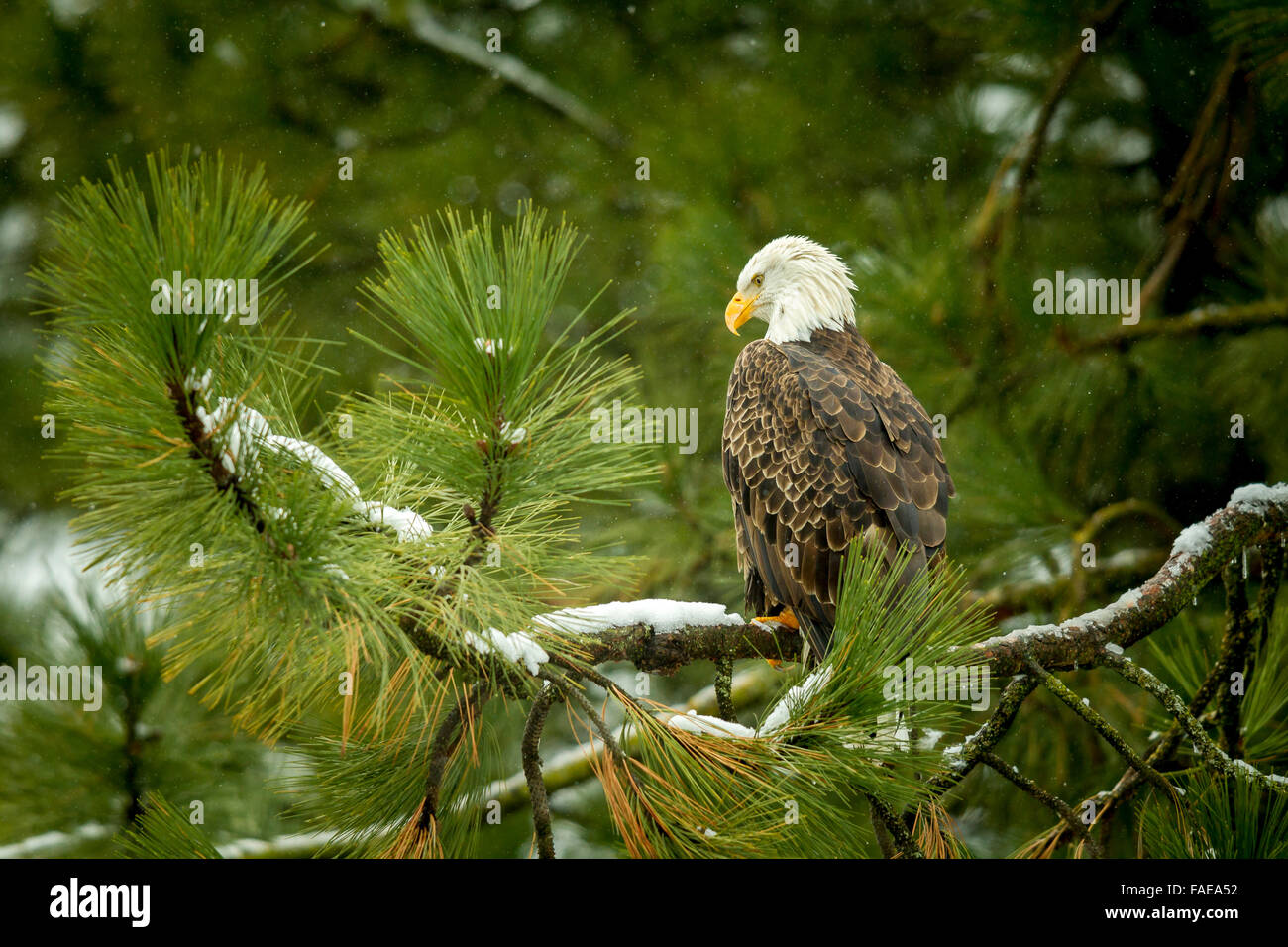 Majestic eagle in tree. Stock Photo