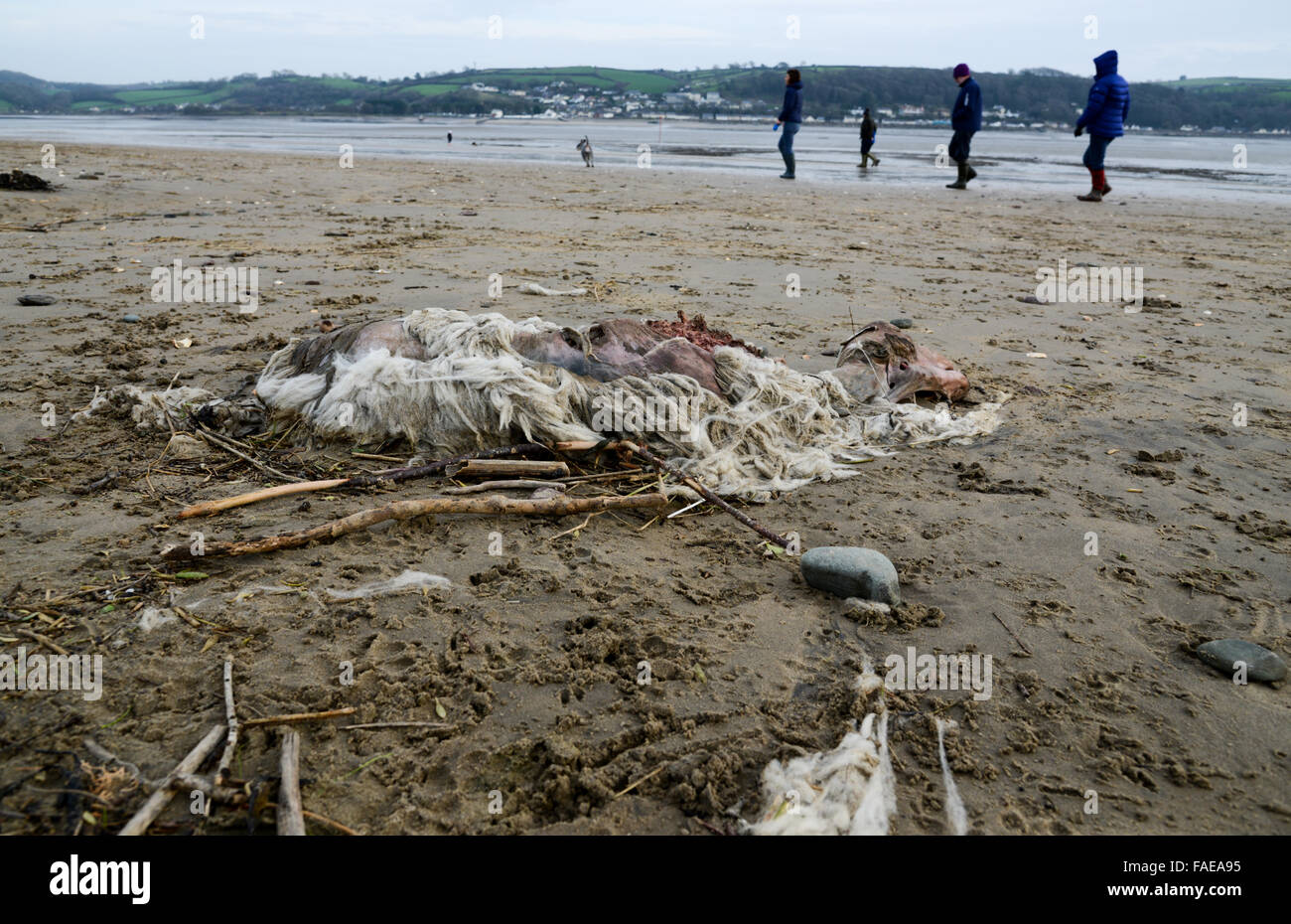 South Wales, UK, Monday 28th December 2015. A sheep carcase washed up on Llanstephan beach amongst high tide debris. Carmarthenshire, Wales. UK. Credit:  Algis Motuza/Alamy Live News Stock Photo
