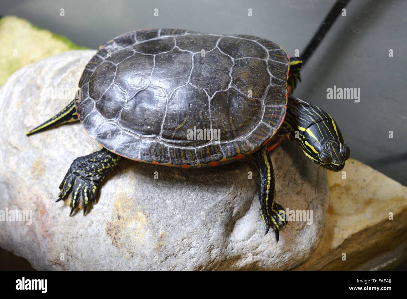 Turtle on rock in aquarium Stock Photo Alamy