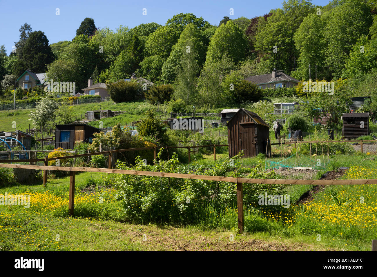 Hawick, Scottish Borders Wilton allotments Stock Photo Alamy