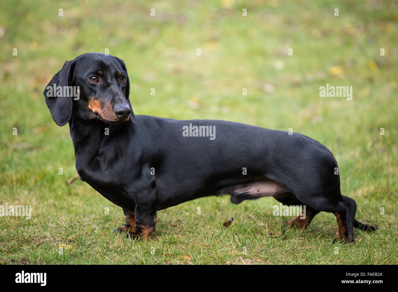 Purebred shorthaired dachshund Stock Photo