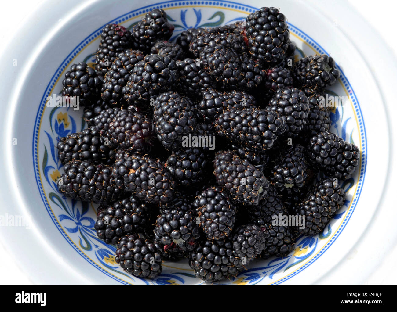 Healthy organic homegrown cultivated blackberries in a dish. Stock Photo