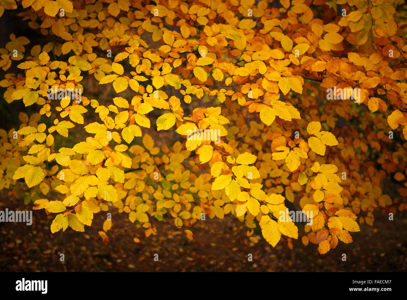Collection of Beautiful Colorful Autumn Leaves Stock Photo - Alamy