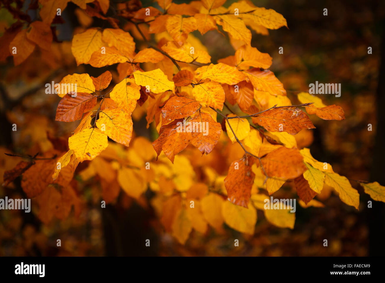 Collection of Beautiful Colorful Autumn Leaves Stock Photo - Alamy