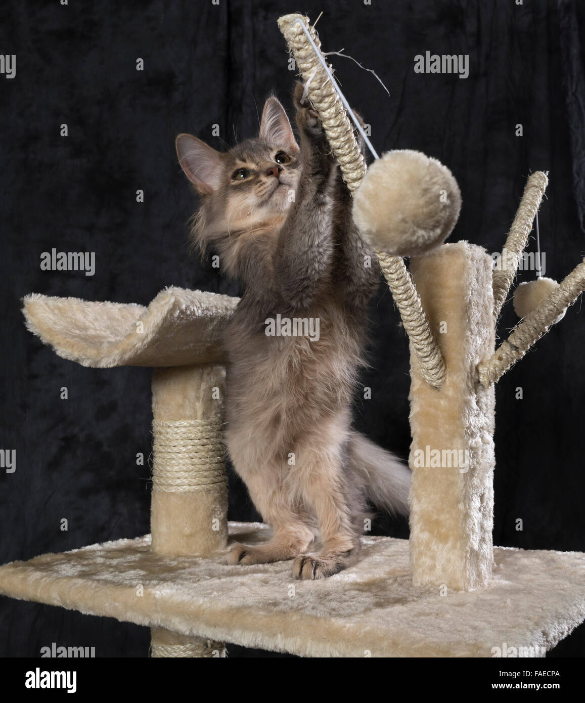 Somali blue (grey) kitten playing with balls on a cat tower. Stock Photo