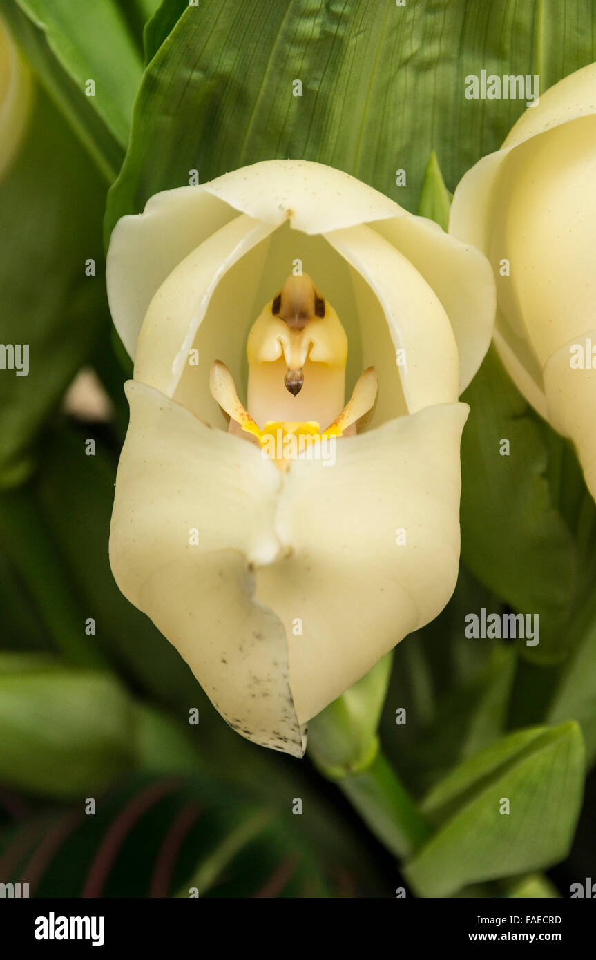 Orchid nursery hires stock photography and images Alamy