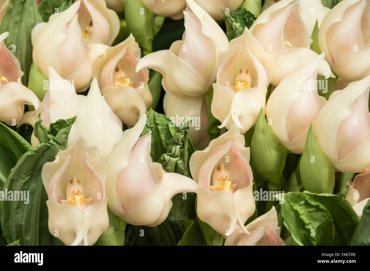 Channel Islands, Jersey Eric Young orchid nursery. orchids Stock Photo Alamy